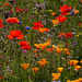 Wildflower garden by maureenpp
