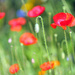 poppies by kali66