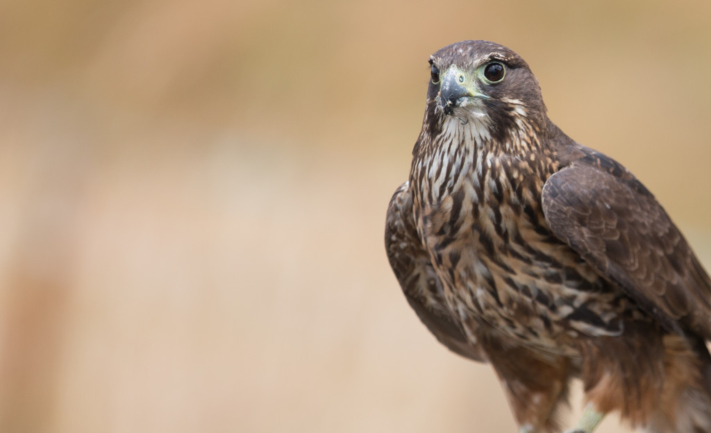 New Zealand Falcon - on the look out by creative_shots