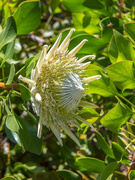 15th Jan 2021 - White King Protea flower