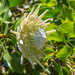 White King Protea flower by gosia