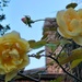 Roses in January by congaree