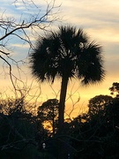 24th Jan 2021 - Palmetto and sunset at the park