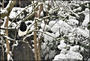 24th Jan 2021 - Even the magpie visited