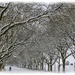 Avenue In The Snow by carolmw