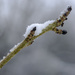 Buds & snow by clivee