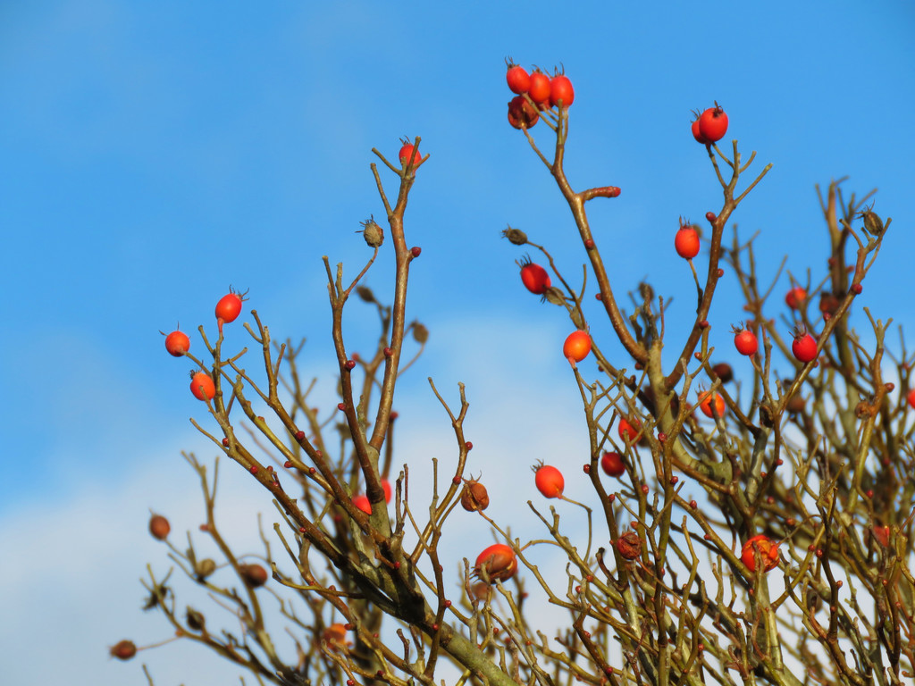 Red Berries and Blue Sky by seattlite