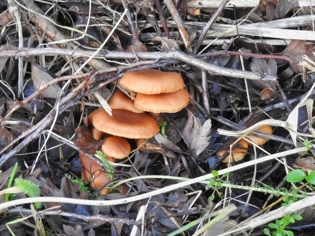 Colourful Fungus  by susiemc
