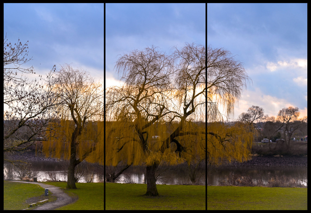 Tree Triptych by toinette