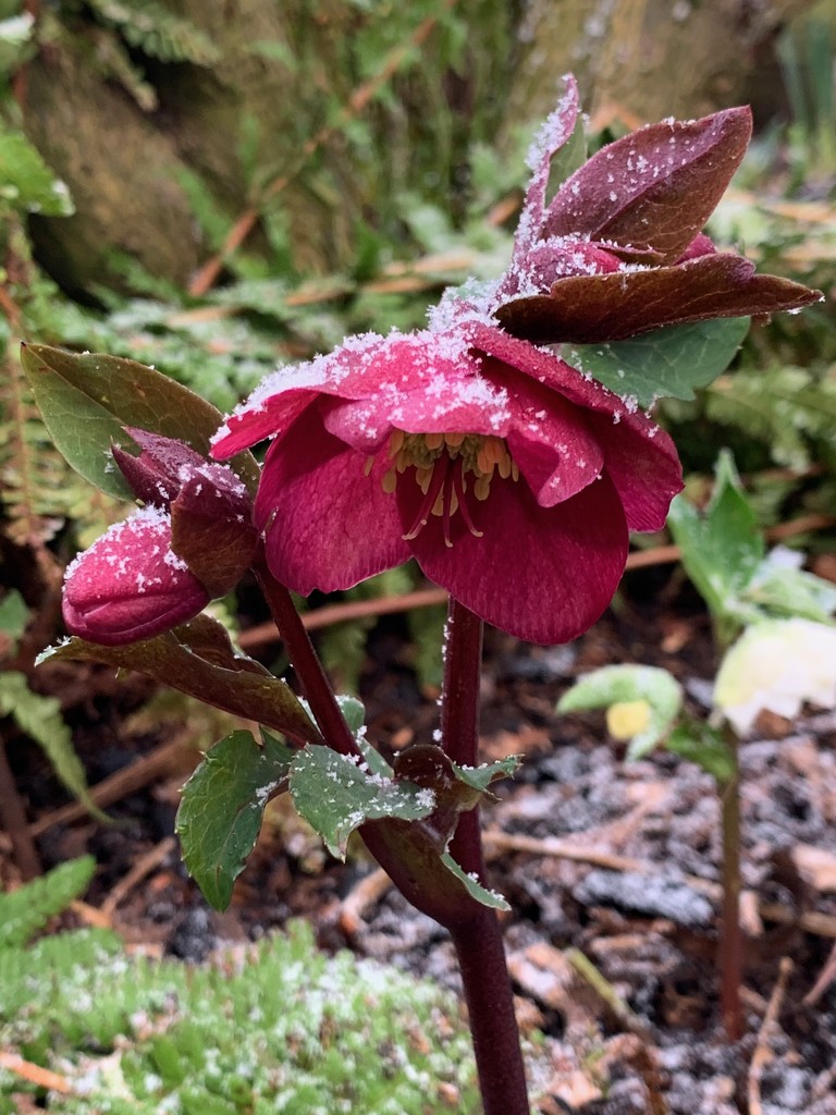 First flakes of snow on hellebore by 365projectmaxine