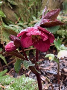 23rd Jan 2021 - First flakes of snow on hellebore