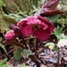 First flakes of snow on hellebore by 365projectmaxine
