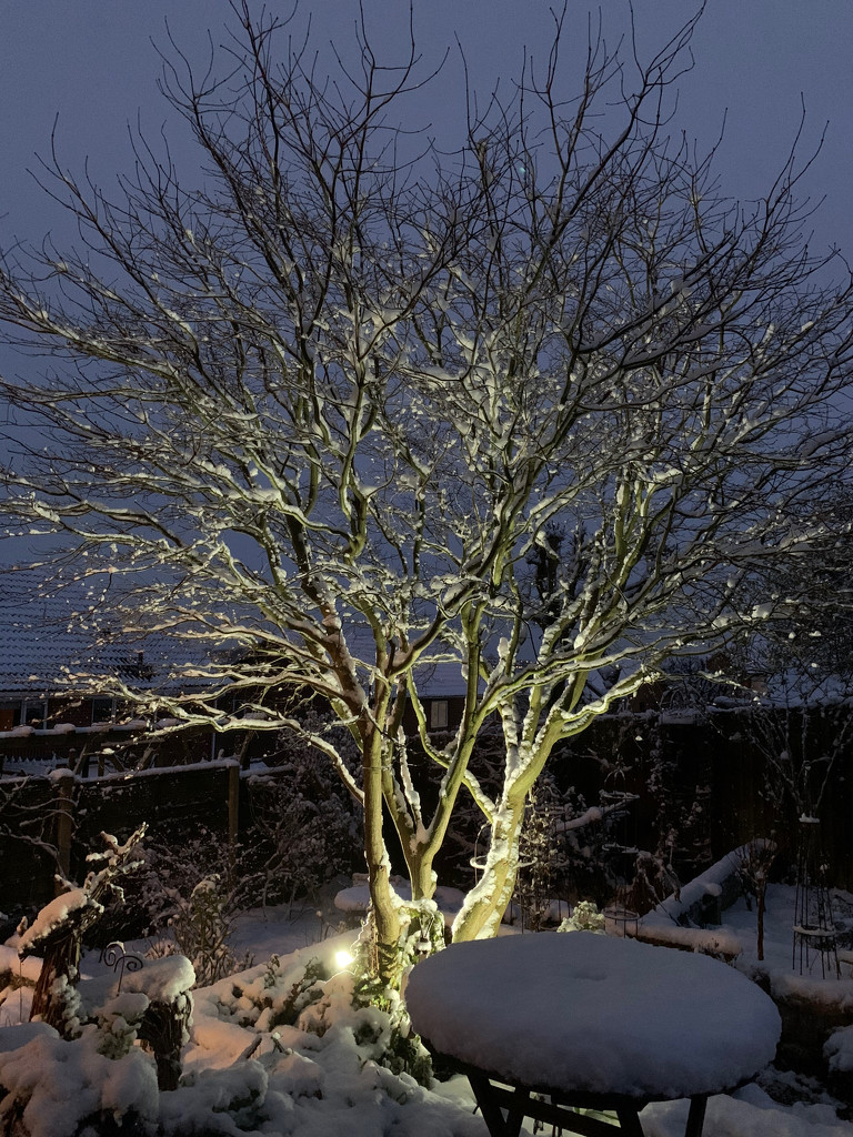 Back garden in the snow by 365projectmaxine