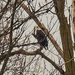 bald eagle by rminer