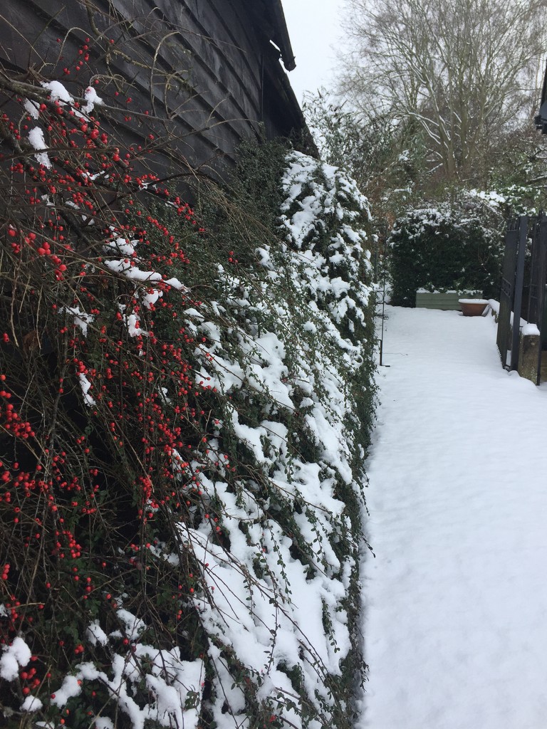 Cotoneaster in the snow by snowy