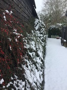 24th Jan 2021 - Cotoneaster in the snow