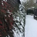 Cotoneaster in the snow by snowy
