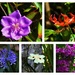 A Few Pretty Flowers ~ by happysnaps