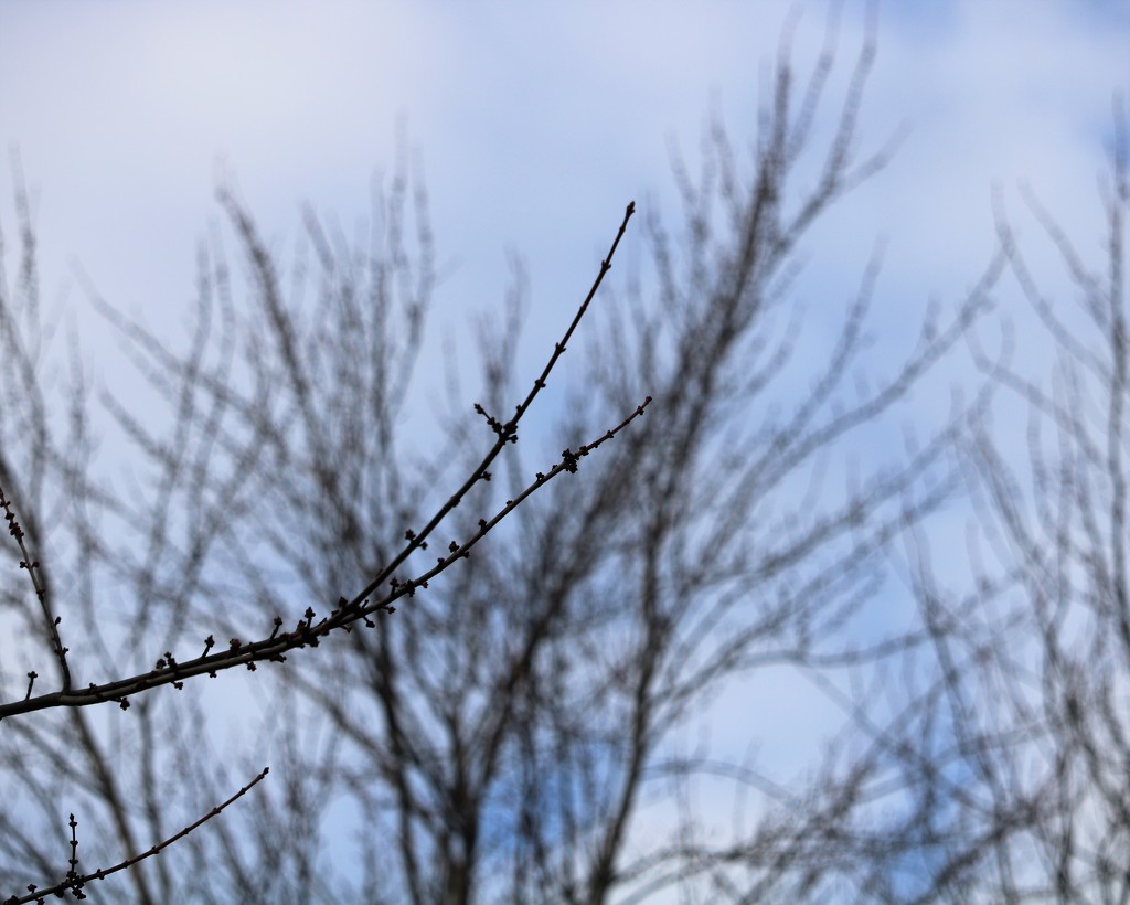 January 24: Tree Buds by daisymiller