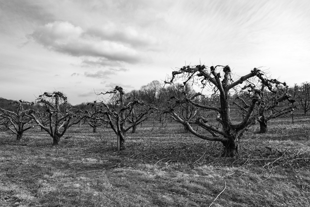 Orchard by andymacera