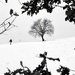 Odenwald in winter  by vincent24