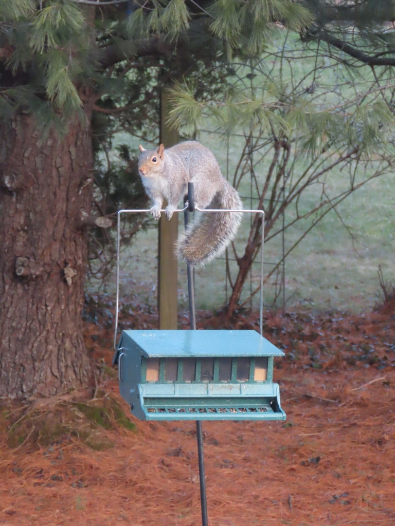 This is a squirrel feeder, right? by kimhearn