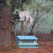 This is a squirrel feeder, right? by kimhearn