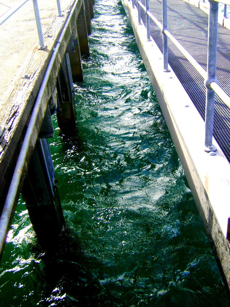 Dromana Pier by marguerita