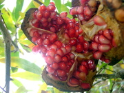 18th Jul 2020 - Pomegranate  in the front garden