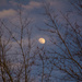 Moon in the trees... by thewatersphotos