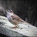 White crowned sparrow by madamelucy