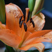 Orange Lily by homeschoolmom