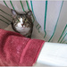 Cat in the Curtain, Too by aikiuser