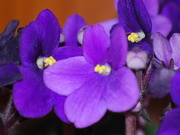 25th Jan 2021 - african violet for the home