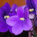 african violet for the home by stillmoments33