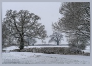25th Jan 2021 - Snowy Trees,Althorp