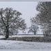 Snowy Trees,Althorp by carolmw