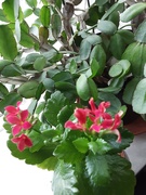 20th Jan 2021 - Orange flowering cactus and red Kalencho