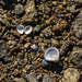 Empty Shells by k9photo