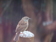 25th Jan 2021 - Sparrow in the Snow