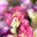 Flower Blur by sunnygirl