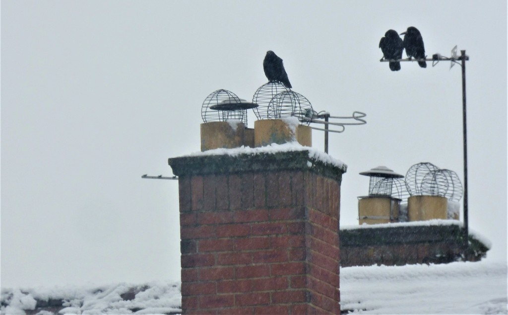 On the roof tops  by beryl