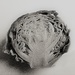 A vegetable in the style of Karl Blossfeldt by etienne