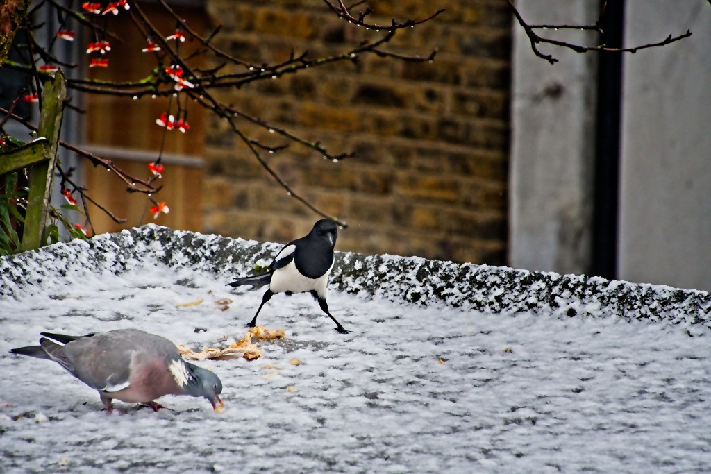 Lunch Time in the Snow by billyboy