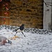 Lunch Time in the Snow by billyboy