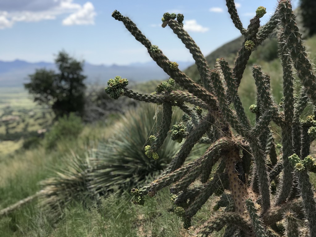 Arizona Cacti  by jnadonza