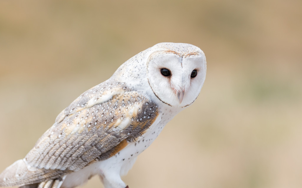 Barn Owls are found in New Zealand by creative_shots