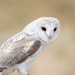 Barn Owls are found in New Zealand by creative_shots