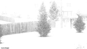 25th Jan 2021 - B&W falling snow