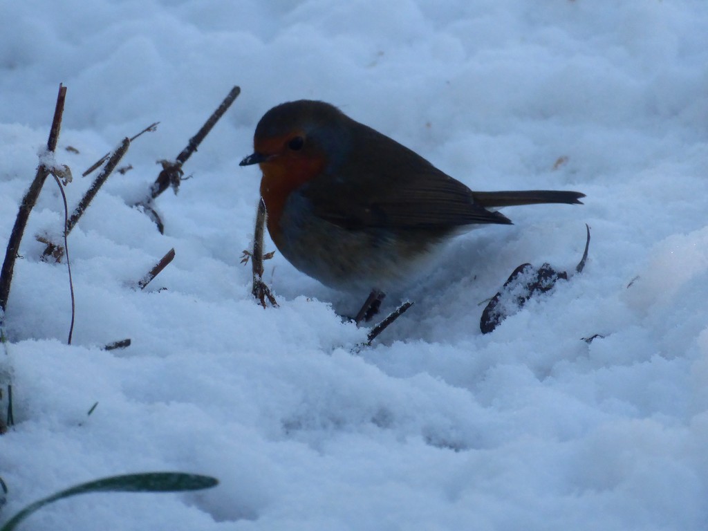 Our garden Robin by snowy